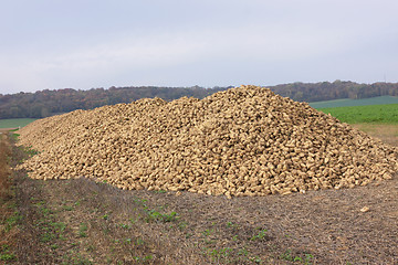 Image showing Sugar beet pile at the field after harvest