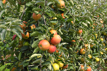 Image showing apple orchard in summer, covered with colorful apples