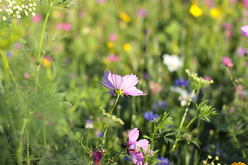 Image showing Colorful flowers, selective focus on pink flower 