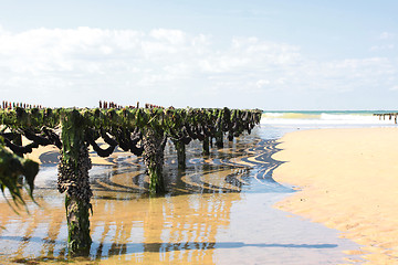 Image showing mussel farming on the coast of opal in the north of France