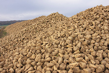 Image showing Sugar beet pile at the field after harvest