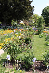 Image showing Spring flowers in a garden