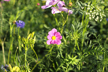 Image showing Colorful flowers, selective focus on pink flower 