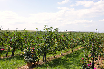 Image showing apple orchard in summer, covered with colorful apples