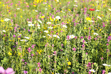 Image showing Colorful flowers, selective focus on pink flower 