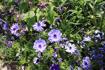 Image showing Spring flowers in a garden