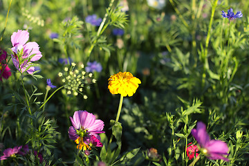 Image showing Colorful flowers, selective focus on pink flower 