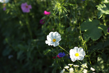 Image showing Colorful flowers, selective focus on pink flower 