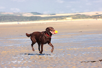 Image showing dog playing ball on the beach in summer
