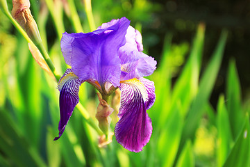 Image showing Group of purple irises in spring sunny day. Selective focus. 