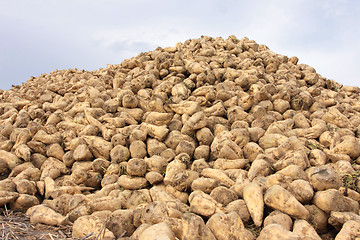 Image showing Sugar beet pile at the field after harvest