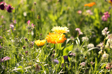 Image showing Colorful flowers, selective focus on pink flower 