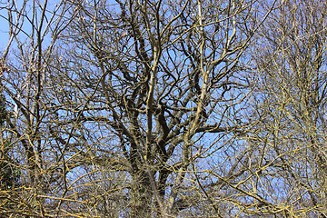 Image showing large old oak in the winter sun