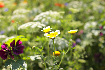 Image showing Colorful flowers, selective focus on pink flower 