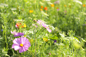 Image showing Colorful flowers, selective focus on pink flower 