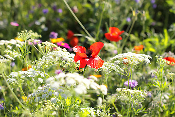 Image showing Colorful flowers, selective focus on pink flower 