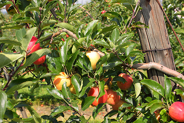 Image showing apple orchard in summer, covered with colorful apples