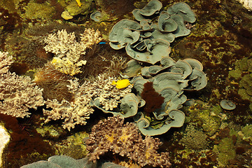 Image showing tropical marine reef with corals and fish Surgeons