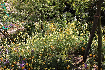 Image showing Spring flowers in a garden