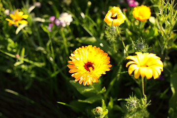 Image showing Colorful flowers, selective focus on pink flower 