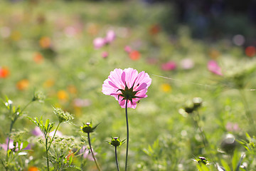 Image showing Colorful flowers, selective focus on pink flower 