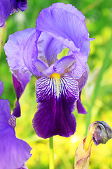 Image showing Group of purple irises in spring sunny day. Selective focus. 