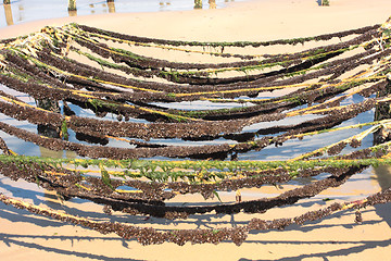 Image showing mussel farming on the coast of opal in the north of France