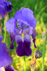 Image showing Group of purple irises in spring sunny day. Selective focus. 