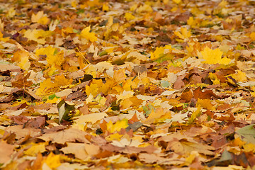 Image showing brown and yellow autumn leaves of trees