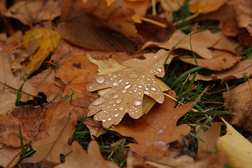 Image showing brown autumn leaves of trees lie on grass