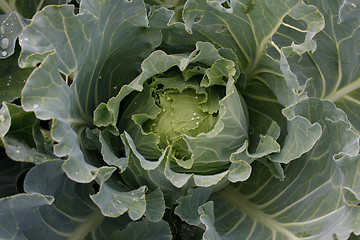 Image showing cabbage with water drops on the sheets