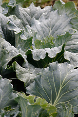 Image showing cabbage with water drops on the sheets