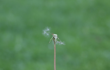 Image showing Dandelion without seeds