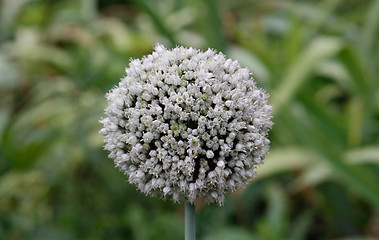 Image showing Garlic flower close-up on green background