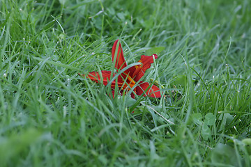 Image showing red lily in the green grass