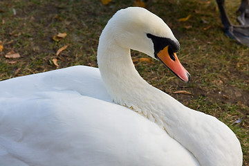 Image showing Swan on shore of bending the neck