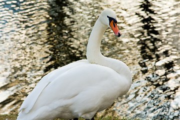 Image showing white swan on pond