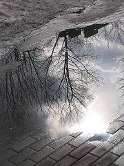 Image showing reflection of a tree