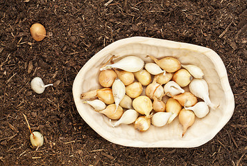 Image showing onion bulbs for planting