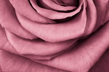 Image showing pink rose