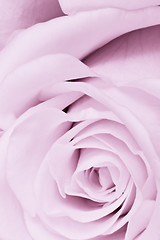 Image showing violet rose close up