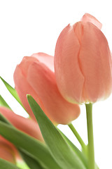 Image showing orange tulips