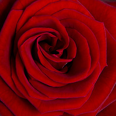 Image showing red rose