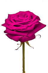 Image showing pink rose