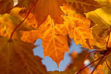 Image showing autumn foliage