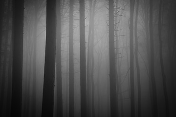 Image showing misty forest