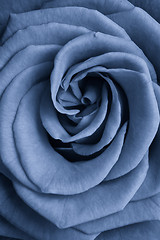 Image showing blue rose