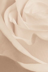 Image showing white rose close up