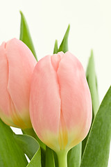 Image showing orange tulips