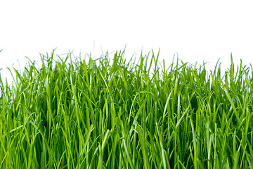 Image showing green grass